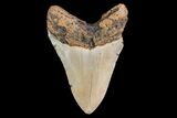 Fossil Megalodon Tooth - North Carolina #147768-2